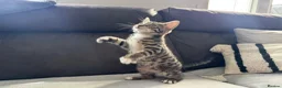 Bengal cats for sale: Bengal-cross kittens  - Advert 6