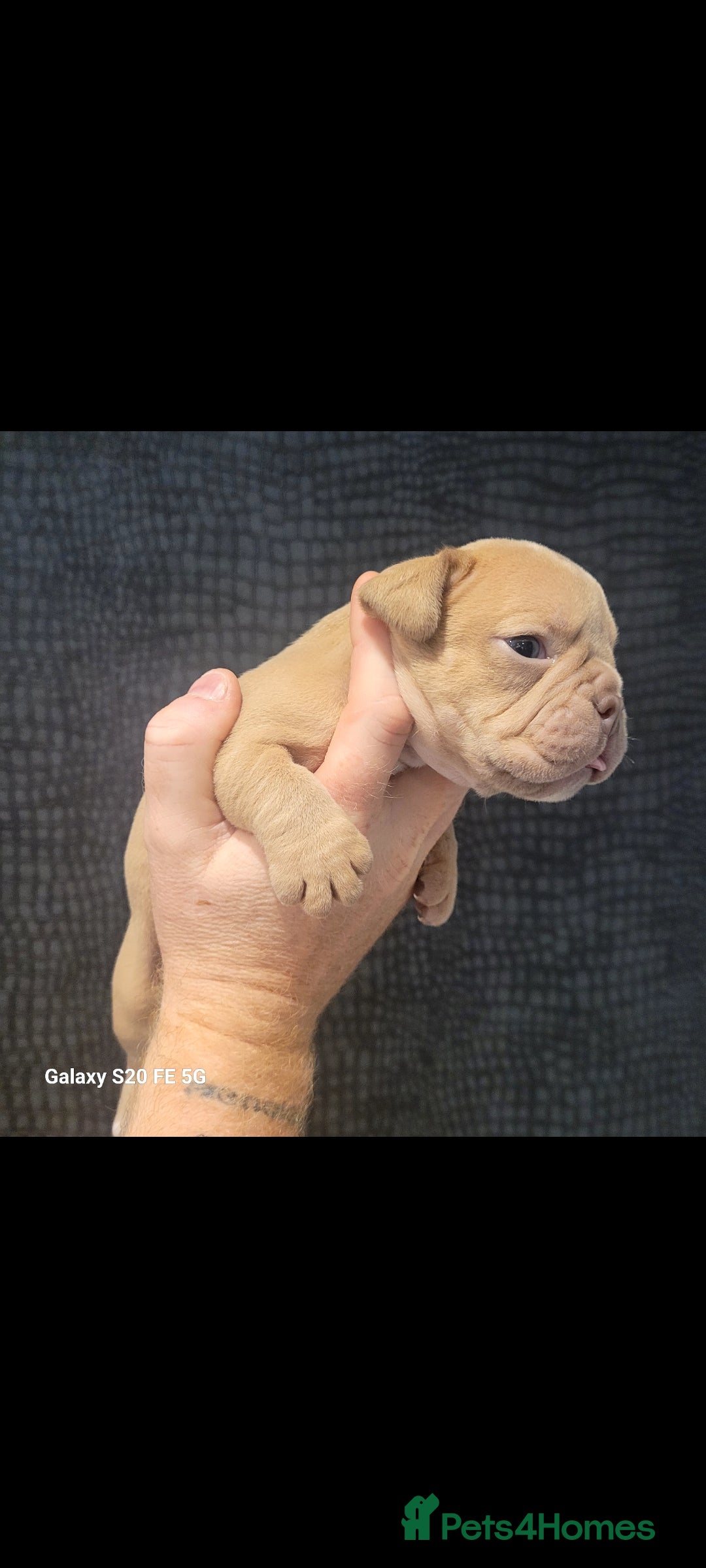 Olde English Bulldogge dogs for sale: Old English Bulldog Puppies - Image 19