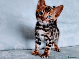 Bengal cats in Liverpool - Advert 14