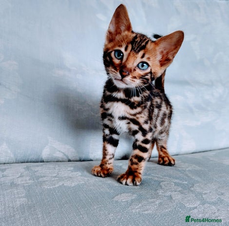 Bengal cats in Liverpool - Advert 13
