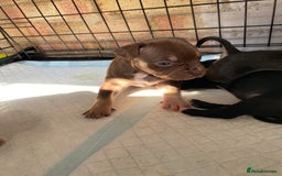 Mixed Breed dogs for sale: French bulldog x Staffordshire bull terrier - Image 3