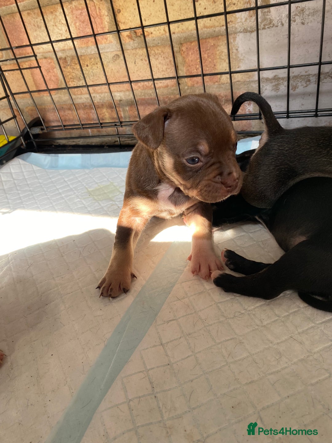 Mixed Breed dogs for sale: French bulldog x Staffordshire bull terrier - Image 3