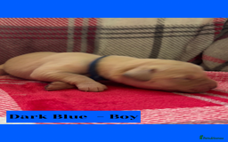Goldador dogs for sale: Goldador puppies - Image 16