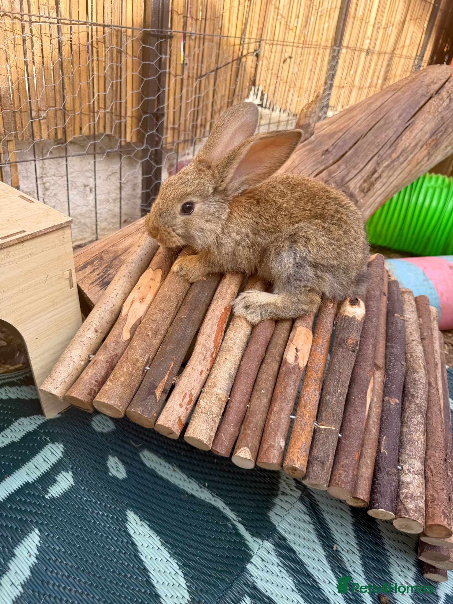 Continental Giant rabbits 1 Beautiful Continental Giant Doe left! 🩷 - Advert 1