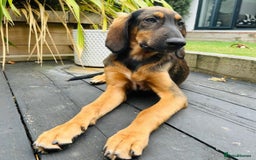 Mixed Breed dogs for adoption: Clover (Shepherd/Hound mix) - Image 1