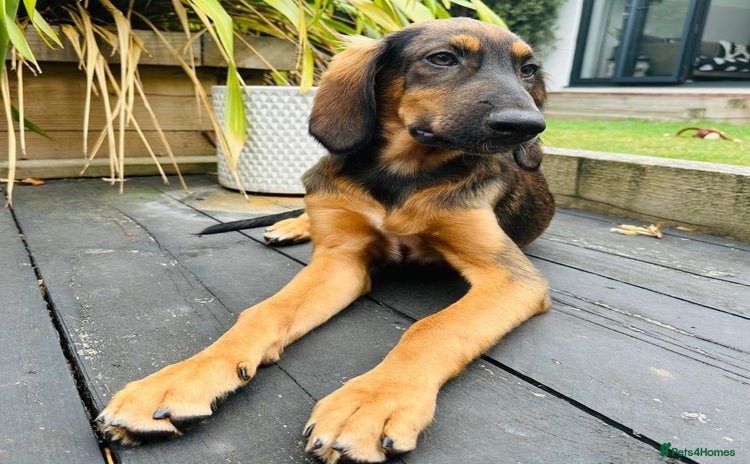 Mixed Breed dogs - Advert 3