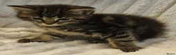 Maine Coon cats for sale: Maine Coon X  - Advert 8