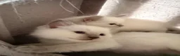 Ragdoll cats for sale: 🩵 GCCF Rare Lilac Male Ragdoll Kittens  - Advert 9