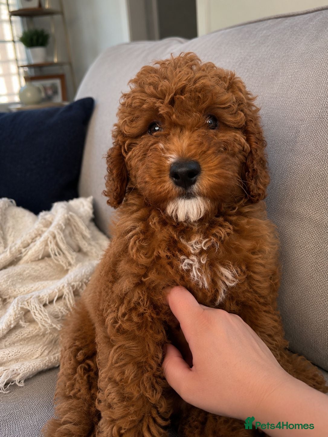 Cavapoo dogs fox red cavapoo - Advert 8