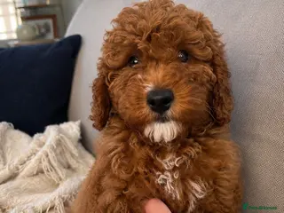 Cavapoo dogs fox red cavapoo - Advert 8