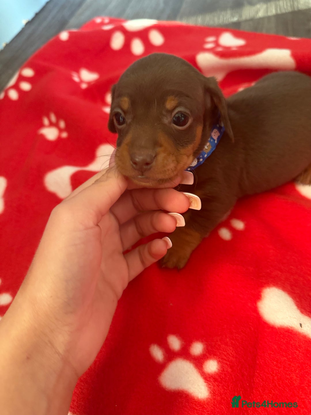 Miniature Dachshund dogs for sale: 5 playful miniature dachshund - Image 11