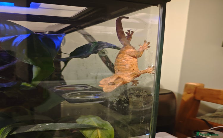 Gecko reptiles - Advert 1