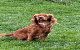 Cocker Spaniel dogs for stud: Red cocker stud - Image 5