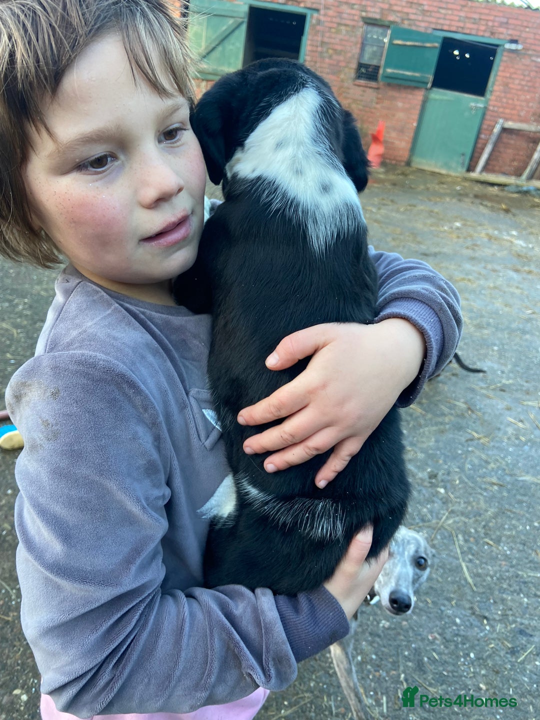 English Springer Spaniel dogs for sale: 2 springer puppies for sale  - Advert 5