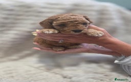 Cavapoo dogs for sale: 🌟Rare Tiny Toy Cavapoo F1B - Image 1