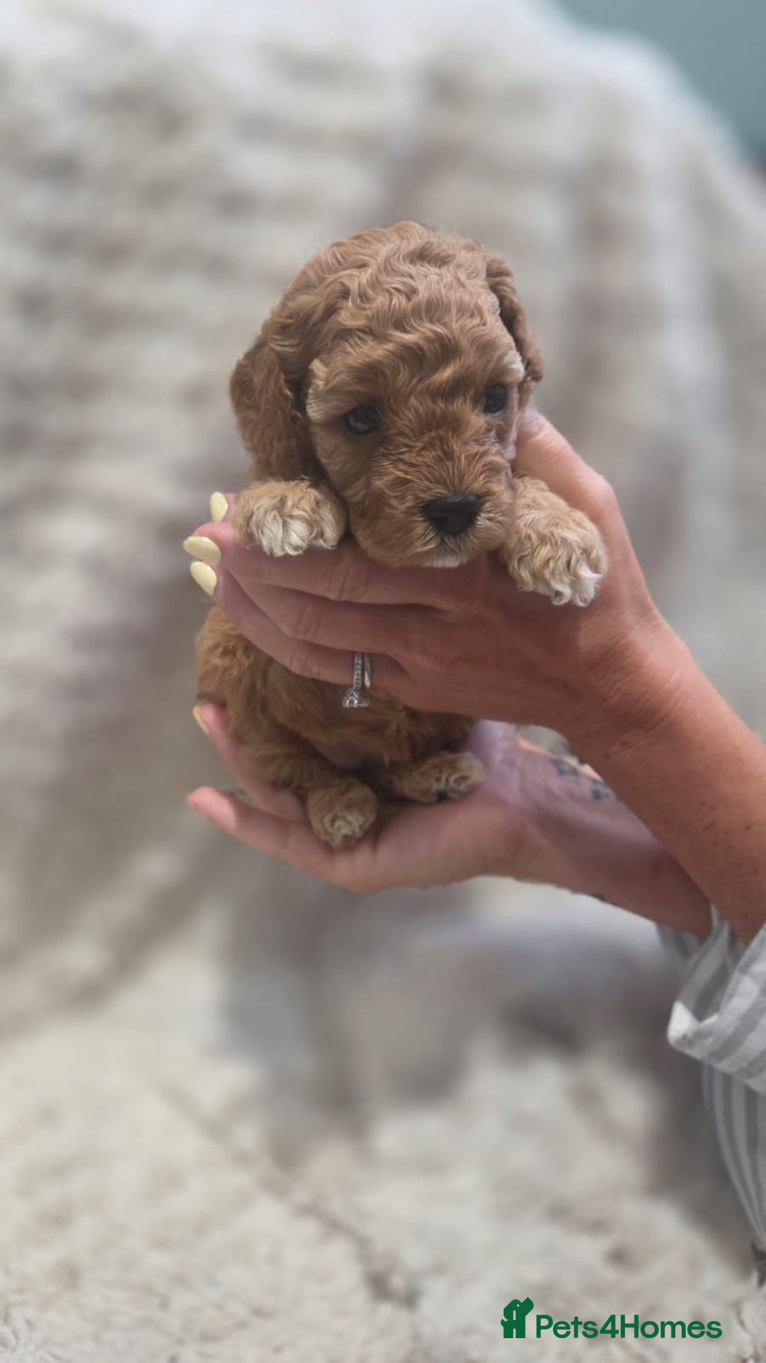 Cavapoo dogs for sale: 🌟Rare Tiny Toy Cavapoo F1B - Image 1