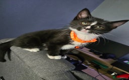 Domestic Shorthair cats for sale: Kitten ready to go  - Image 3