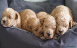 Cavachon dogs for sale: Gorgeous Cavapoochon’s Light Fox Red. - Image 2