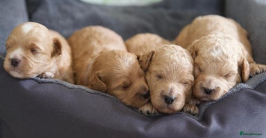 Cavachon dogs - Advert 2