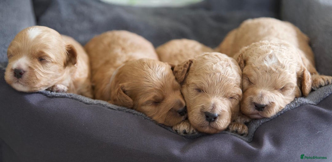 Cavachon dogs for sale: Gorgeous Cavapoochon’s Light Fox Red. - Image 2