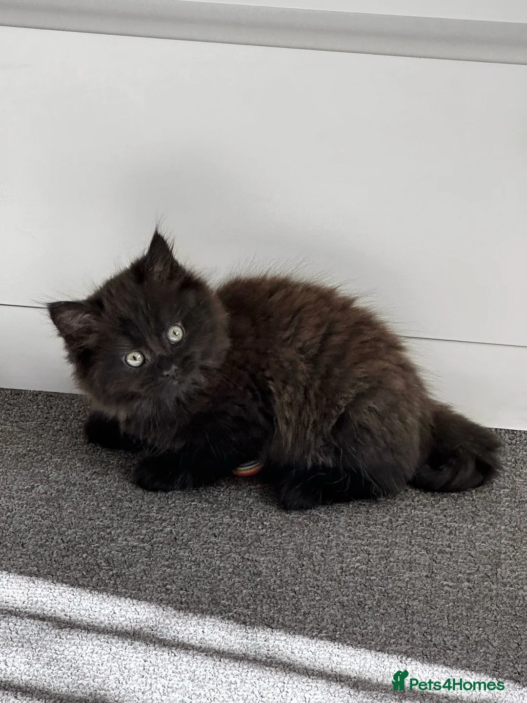 Mixed Breed cats for sale: Siberian x Ragdoll Kitten  - Advert 1