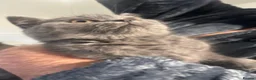 British Shorthair cats for sale: Beautiful British Short Hair kittens - Advert 6