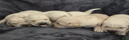 Goldador dogs for sale: 🐾 Beautiful Goldador Puppies Raised with Love 🐶 in Coventry - Advert 4