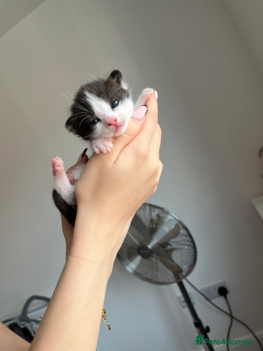 Turkish Van cats for sale: Beautiful Turkish van kittens  - Image 3