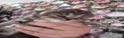 Exotic cats for sale: Persian/British Shorthaired cats - Advert 32