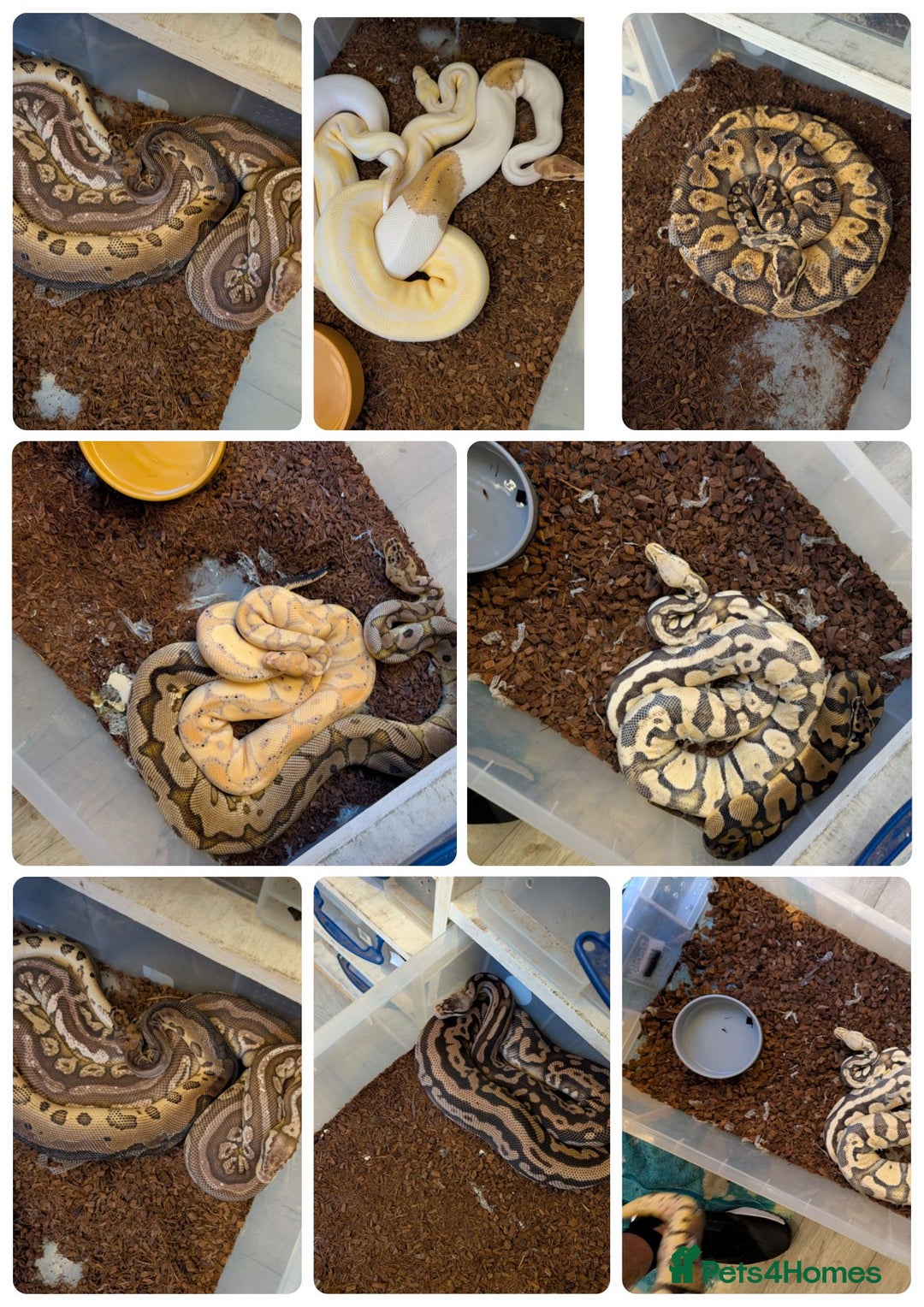 Python Snake reptiles for sale: royal python collection for sale  - Advert 1