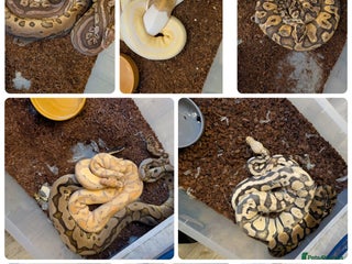 Python Snake reptiles royal python collection for sale - Advert 2