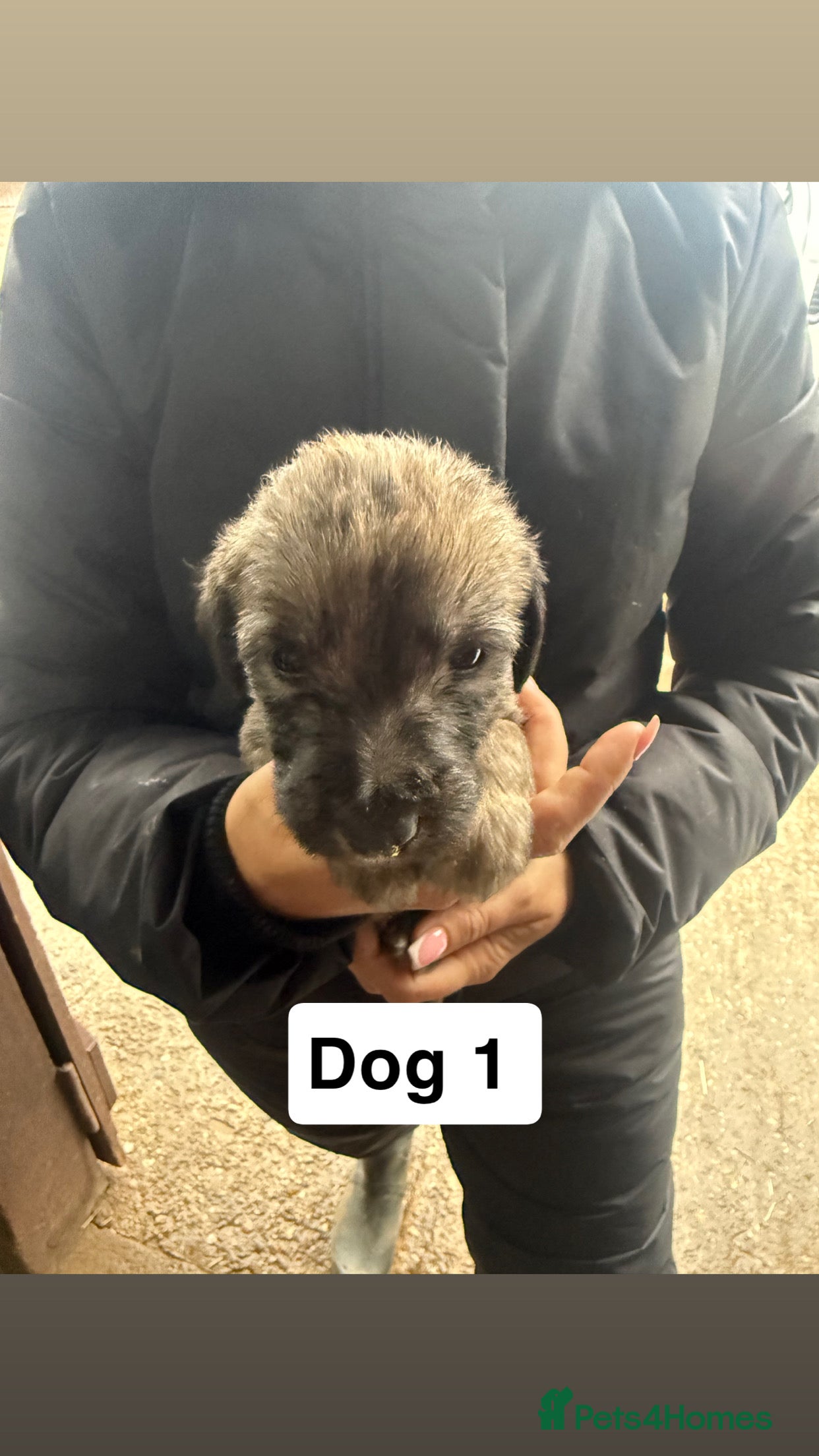 Whippet dogs Bedlington whippet puppies  - Advert 5