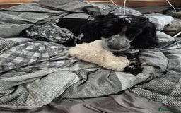 Sprocker dogs for sale: Sprocker puppy male - Advert 5
