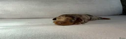 Miniature Dachshund dogs for sale: Longhair miniature dachshund  - Advert 4