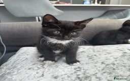 British Longhair cats for sale: 4 x kittens for sale (2 male 2 female) - Image 1