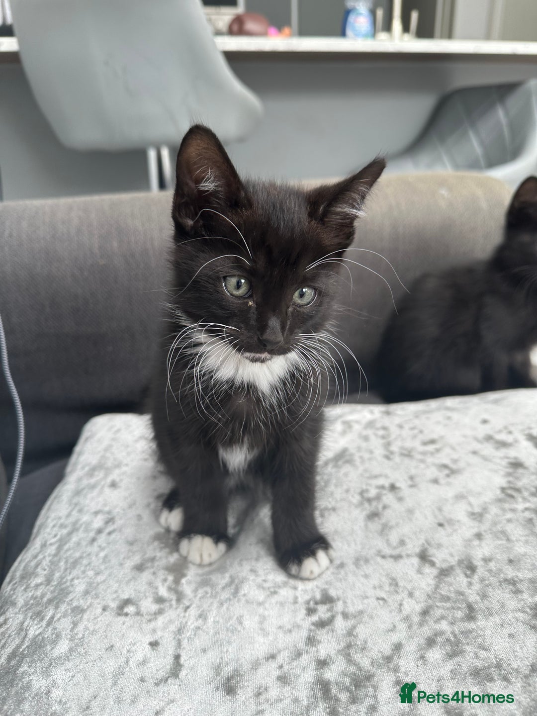 British Longhair cats for sale: 4 x kittens for sale (2 male 2 female) - Image 1