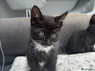 British Longhair cats - Advert 17