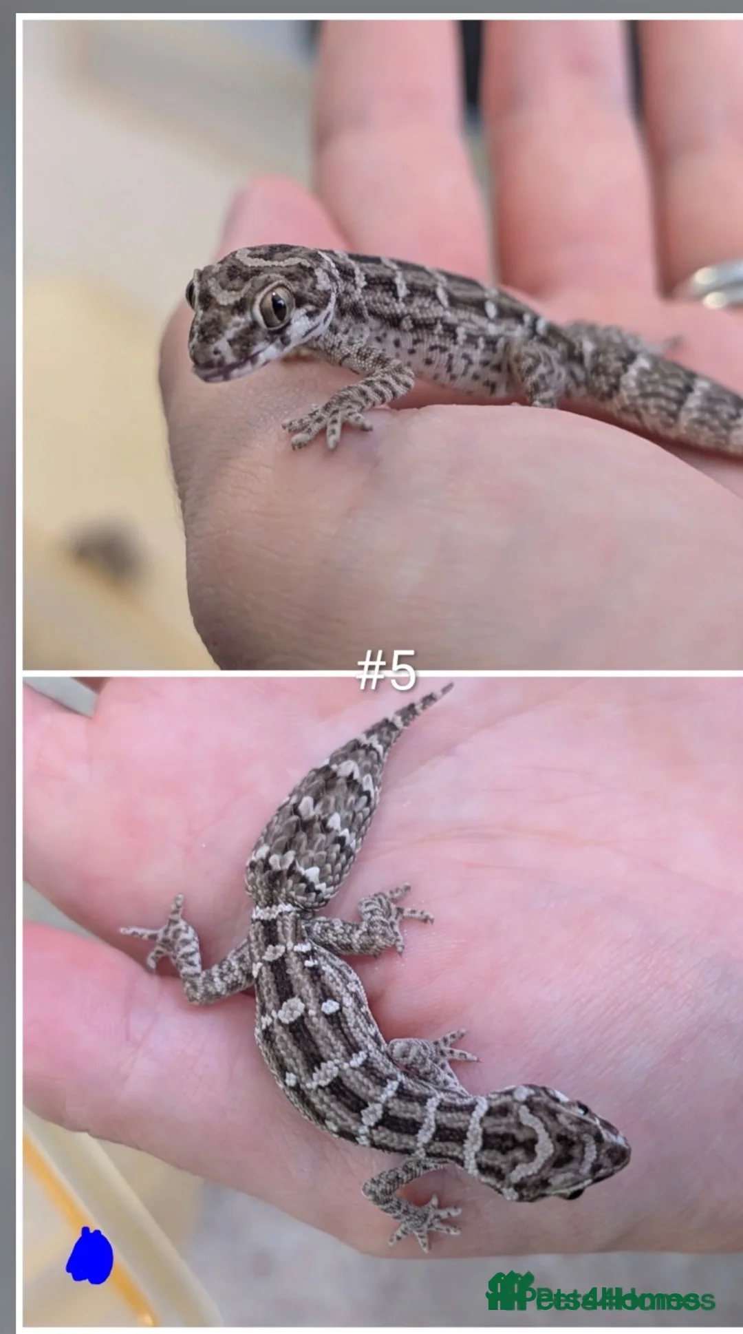Gecko reptiles for sale: 2 x male viper geckos with full bioactive setup in Emsworth - Advert 5