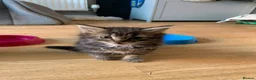 Mixed Breed cats for sale: 5 beautiful kittens - Advert 6