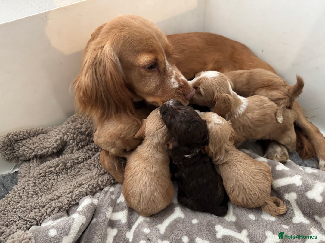 Cockapoo dogs for sale: 🐶Stunning F1 Cockapoos, Licensed Breeder🐾 - Advert 6
