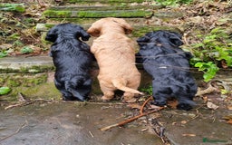 Cocker Spaniel dogs for sale: KC Registered Cocker Spaniel (Working) Puppies - Image 23