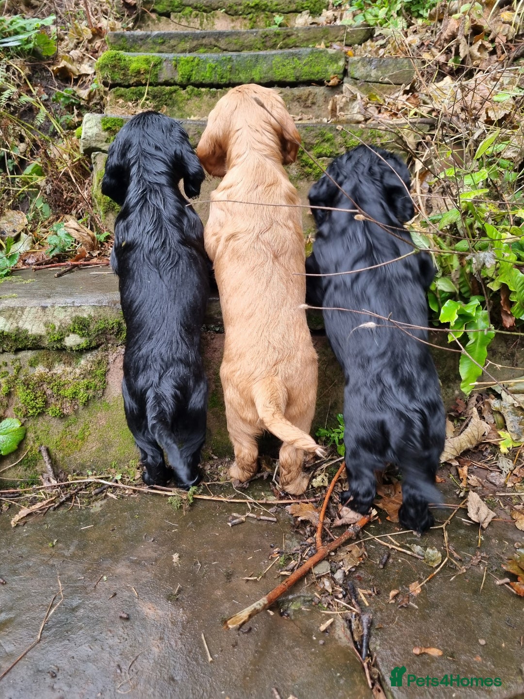 Cocker Spaniel dogs for sale: KC Registered Cocker Spaniel (Working) Puppies - Image 23