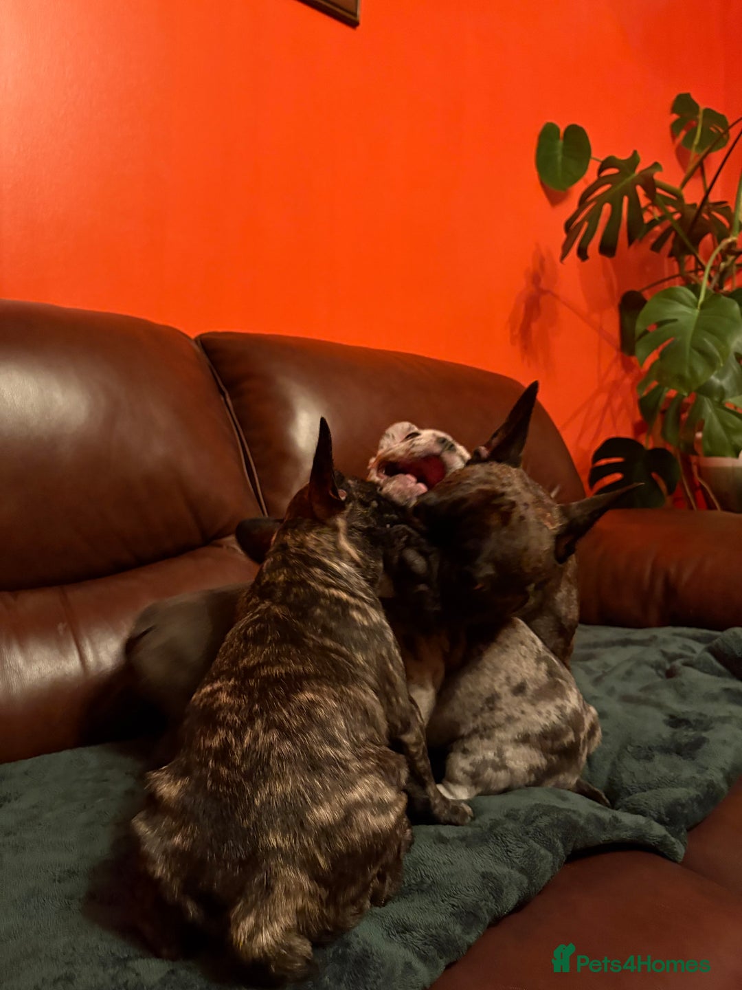 French Bulldog dogs for sale: Beautiful Blue-Eyed French-Bulldog Puppies  - Advert 1