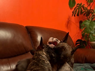 French Bulldog dogs Beautiful Blue-Eyed French-Bulldog Puppies - Advert 1