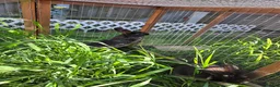 Mixed Breed rabbits for sale: Half Mini lop rabbits - Advert 3