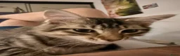 Mixed Breed cats for sale: Maxed breed kitten for sale  - Advert 4