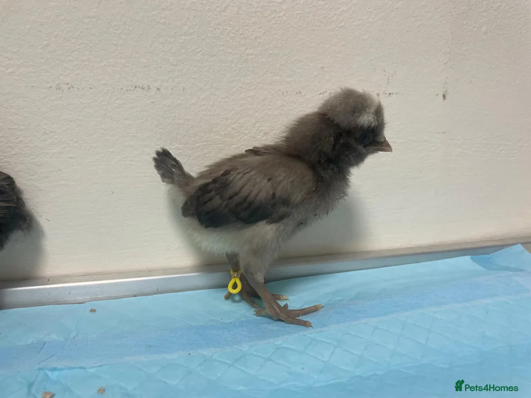 Chickens poultry for sale: Stunning Bantam Polish Chicks  - Advert 4