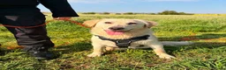 Mixed Breed dogs for adoption: Woody - In Ayr looking for a home  - Advert 5