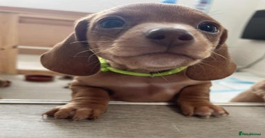 Miniature Dachshund dogs Beautiful Miniature Dachshund Puppies - Advert 1