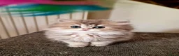 British Shorthair cats for sale: 🌟GCCF registred kittens 🌟 - Advert 23